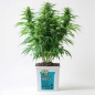 Preview: Grow Bucket super Soil mineralic